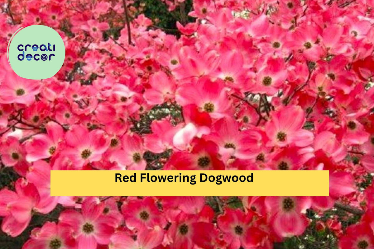 Red Flowering Dogwood Tree - 3-4 ft Bare Root, Cornus florida, Ornamental Tree with Red Blooms for Garden & Landscape