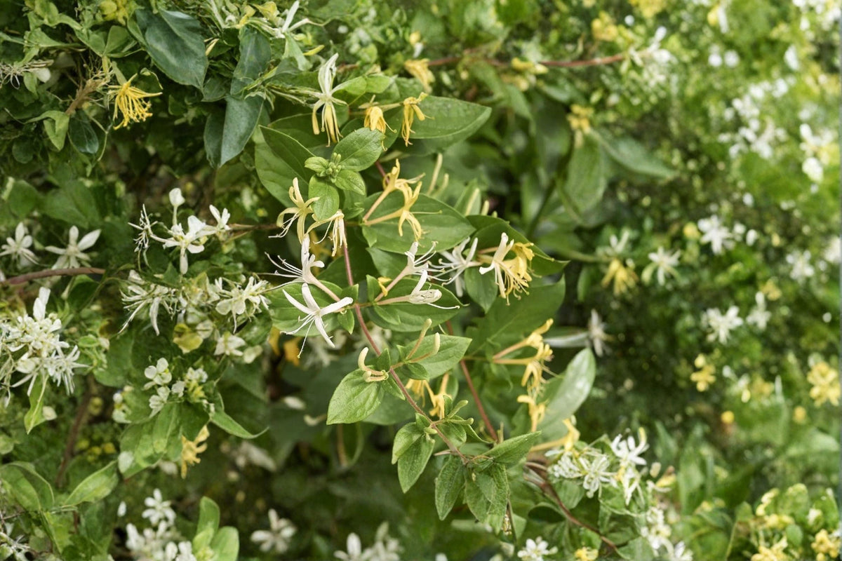Japanese Honeysuckle Cuttings 15 Unrooted Lonicera japonica White Yellow Flowers Fast-Growing Climbing Vine