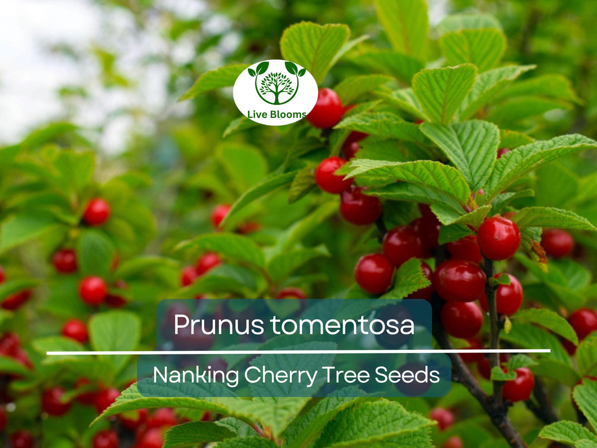 10 Nanking Cherry Seeds - Prunus tomentosa - Hardy Fruit-Bearing Shrub for Gardens, Wildlife & Landscaping