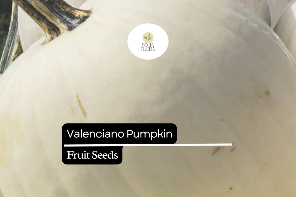 Valenciano Pumpkin Seeds - 5 Heirloom Seeds, Creamy-White Cucurbita pepo for Cooking & Autumn Decor