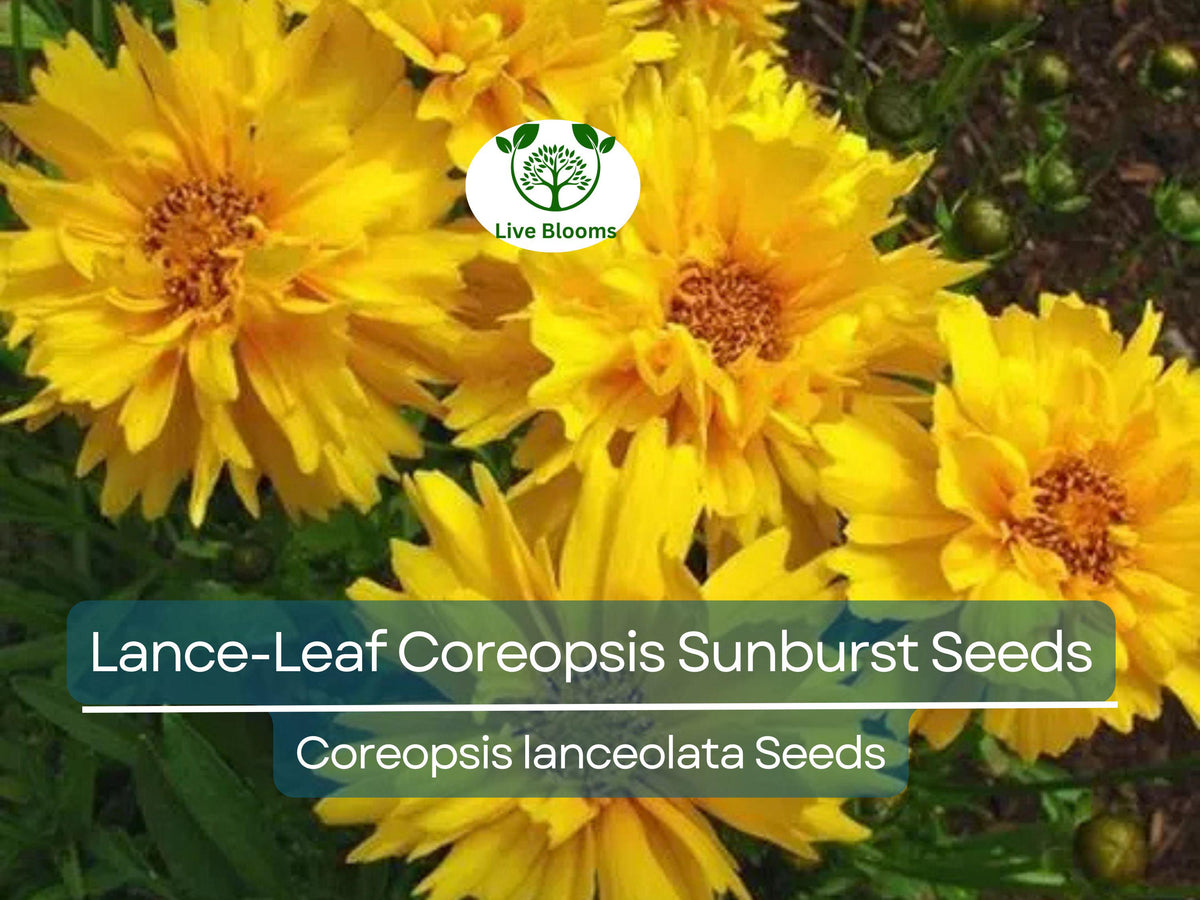 100 Lance-Leaf Coreopsis Seeds, Sunburst Yellow Wildflower (Coreopsis lanceolata), Non-GMO Perennial for Garden & Pollinators