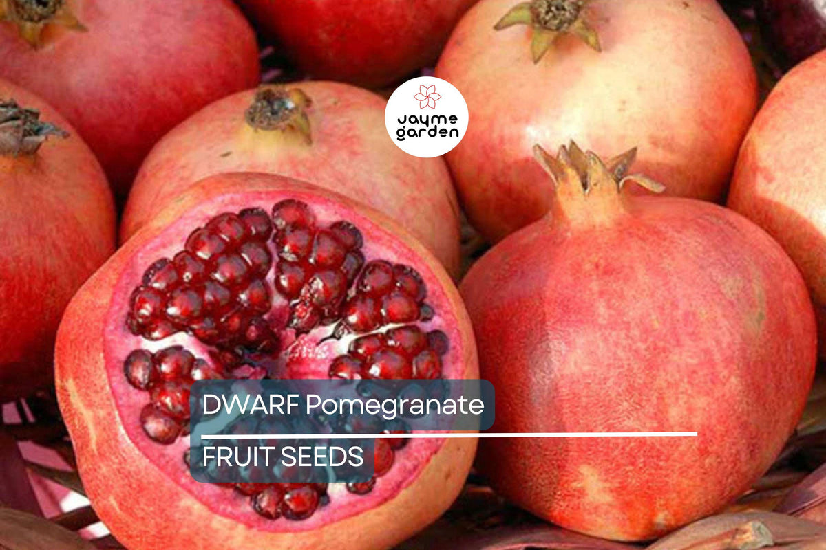 Dwarf Pomegranate Tree Seeds - 20 Pack, Ornamental Fruit Plant, Punica granatum "Nana", Ideal for Indoor/Bonsai, Compact Shrub