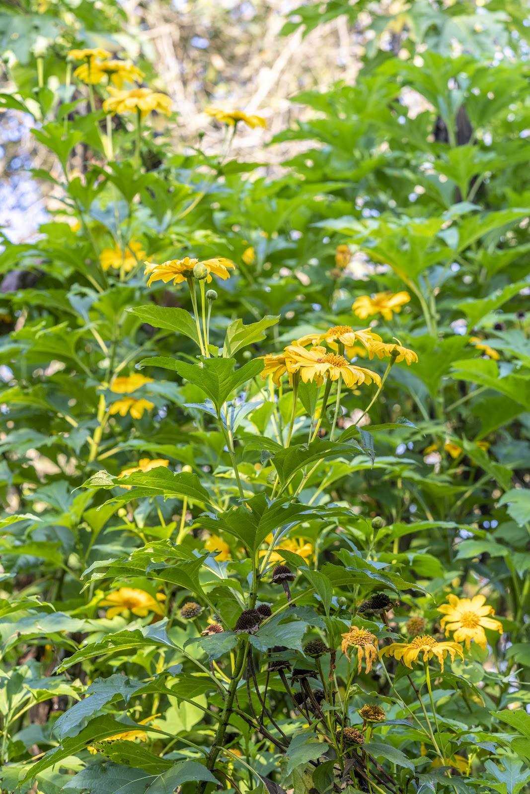 15 Unrooted Mexican Sunflower Cuttings | Tithonia diversifolia | Yellow-Orange Blooms for Pollinators & Landscaping