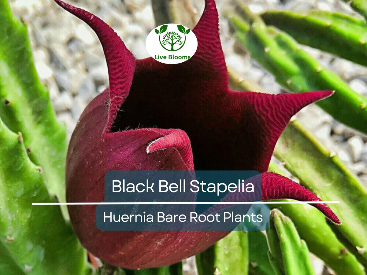 Black Bell Succulent - Live Bare Root Huernia leendertziae - Rare Dark Star-Shaped Bloom - Drought-Tolerant Indoor Plant