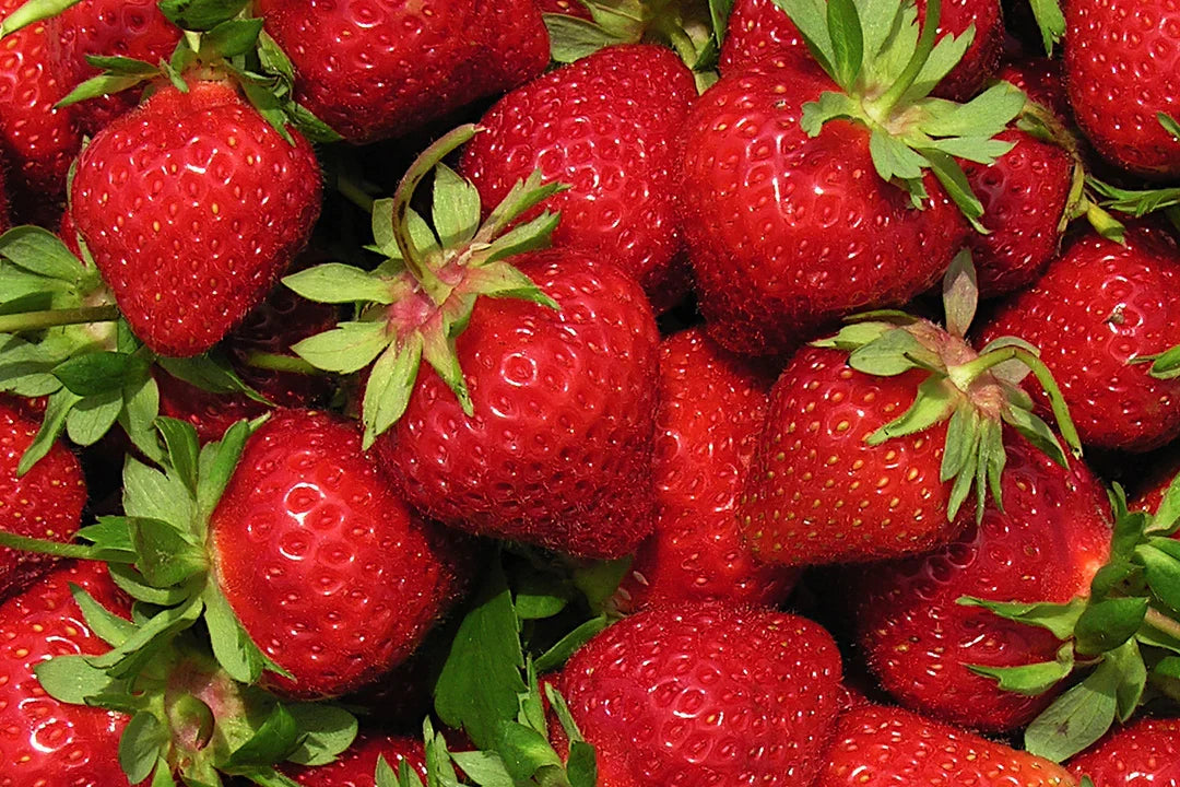 AC Wendy Strawberry Plants - 10 Bare Root June-Bearing Variety - Sweet Red Berries - Cold-Hardy & Productive - Fragaria x ananassa