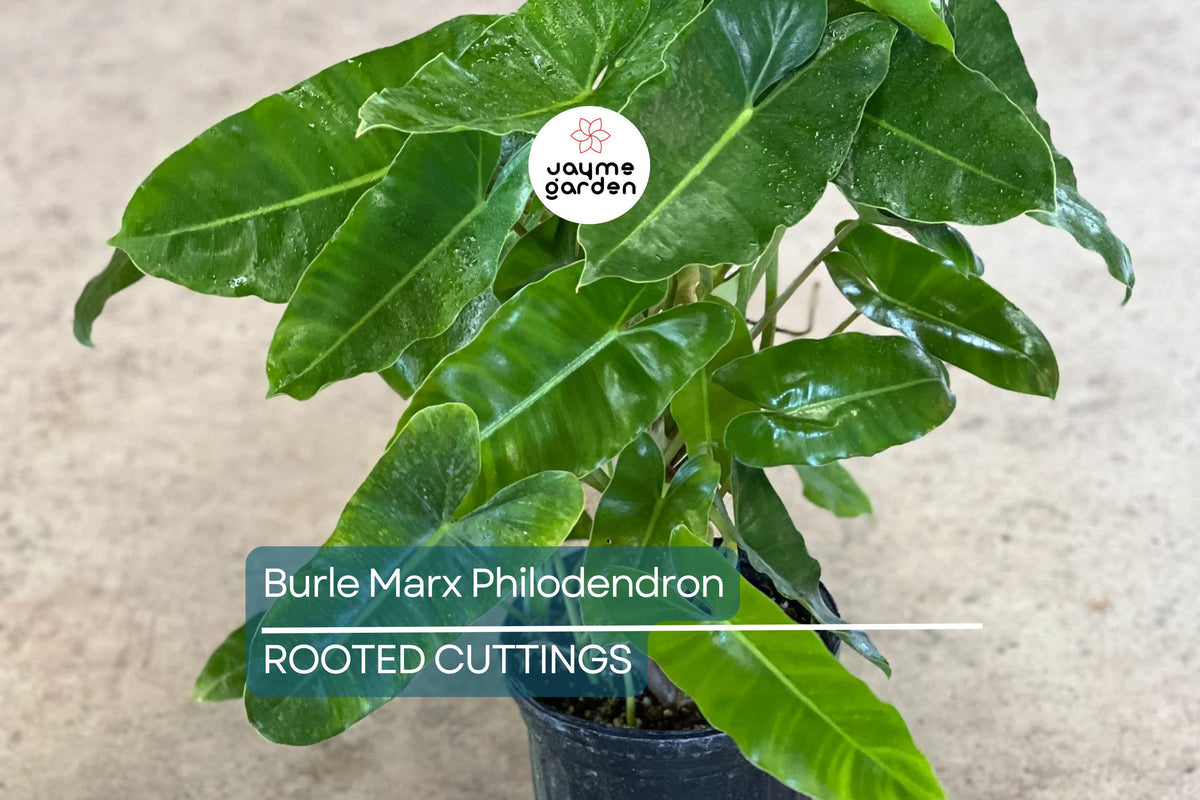 Burle Marx Philodendron Live Plant | Rooted Tropical Houseplant | Lush Green Leaves | Philodendron ‘Burle Marx’