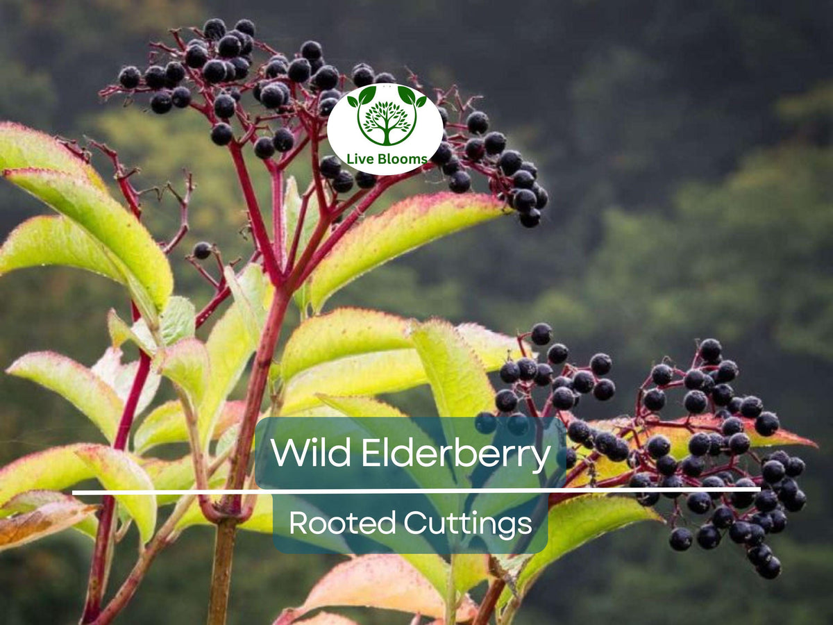 3 Rooted Cuttings Wild Elderberry Plants, Organic Sambucus nigra, Non-GMO, Home Garden, Immune Boosting, Easy Care