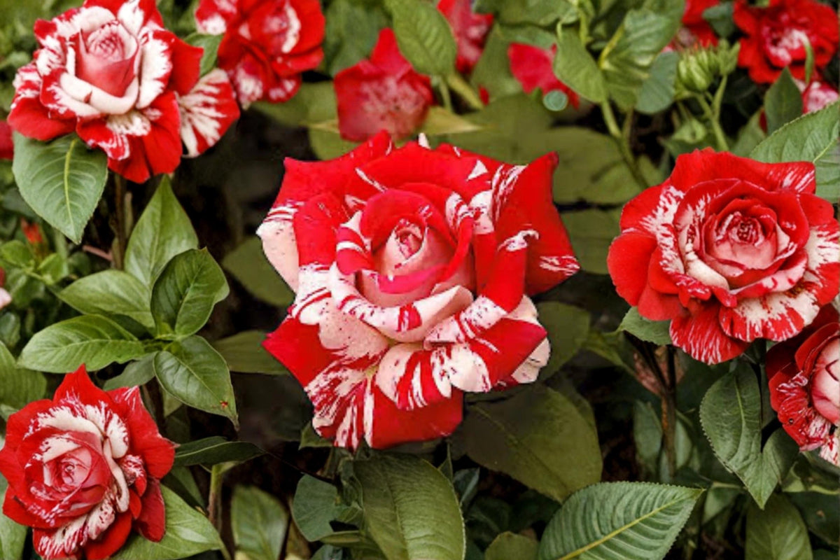 Avant Garde Rose Plant Bare Root Striped Hybrid Tea Rosa Hybrid - Red, Pink, White Blooms for Garden or Container