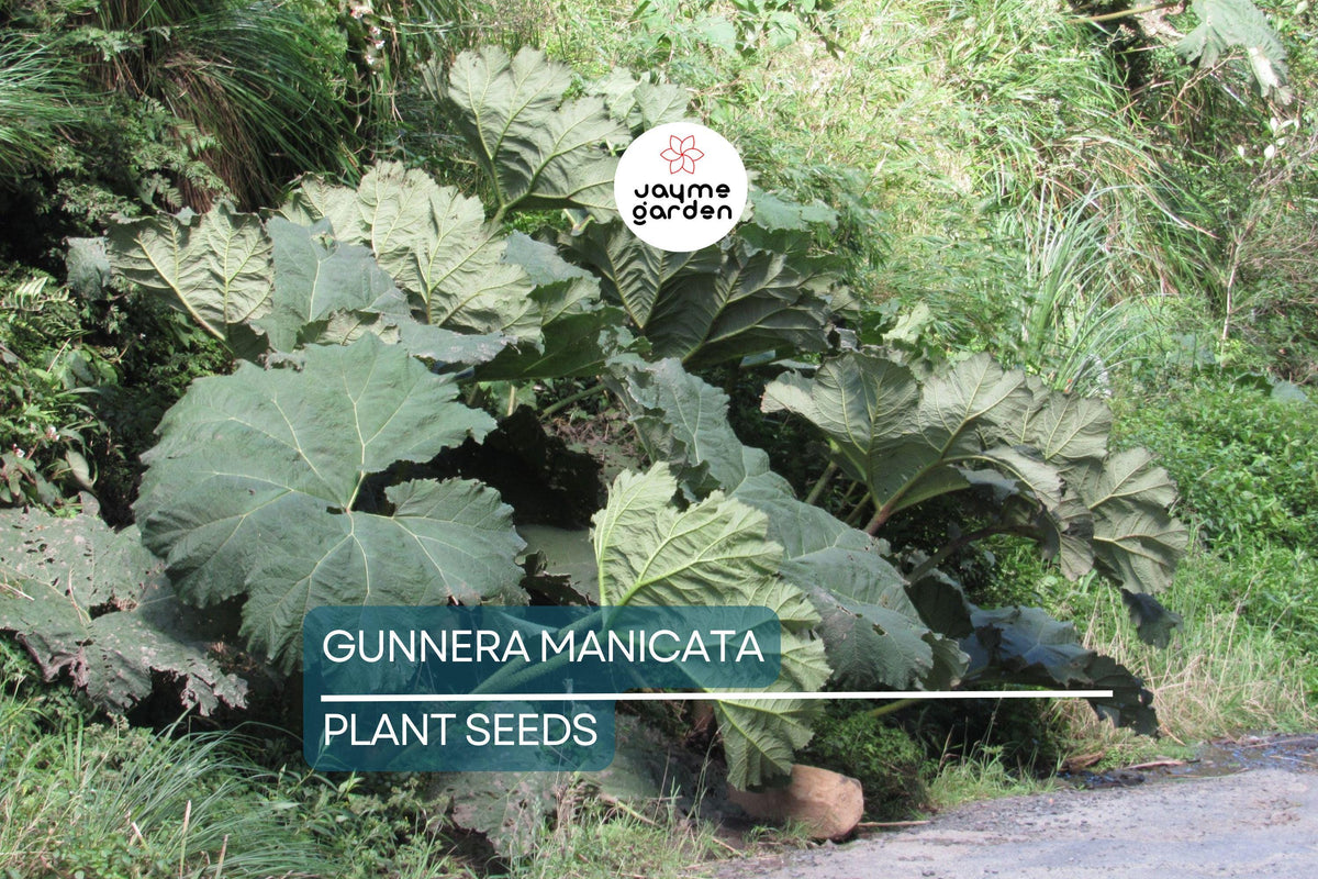 25 Gunnera Manicata Seeds - Dinosaur Food Giant Rhubarb - Rare Hardy Herbaceous Plant for Bog Gardens and Water Edges
