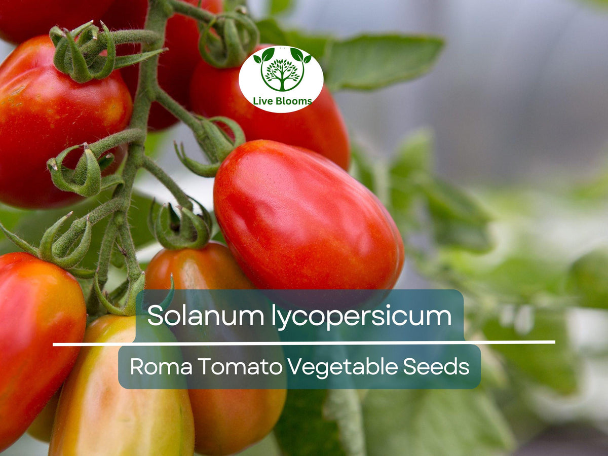 100 mg Roma Tomato Seeds | Heirloom Paste Variety | Solanum lycopersicum | Ideal for Sauces & Canning