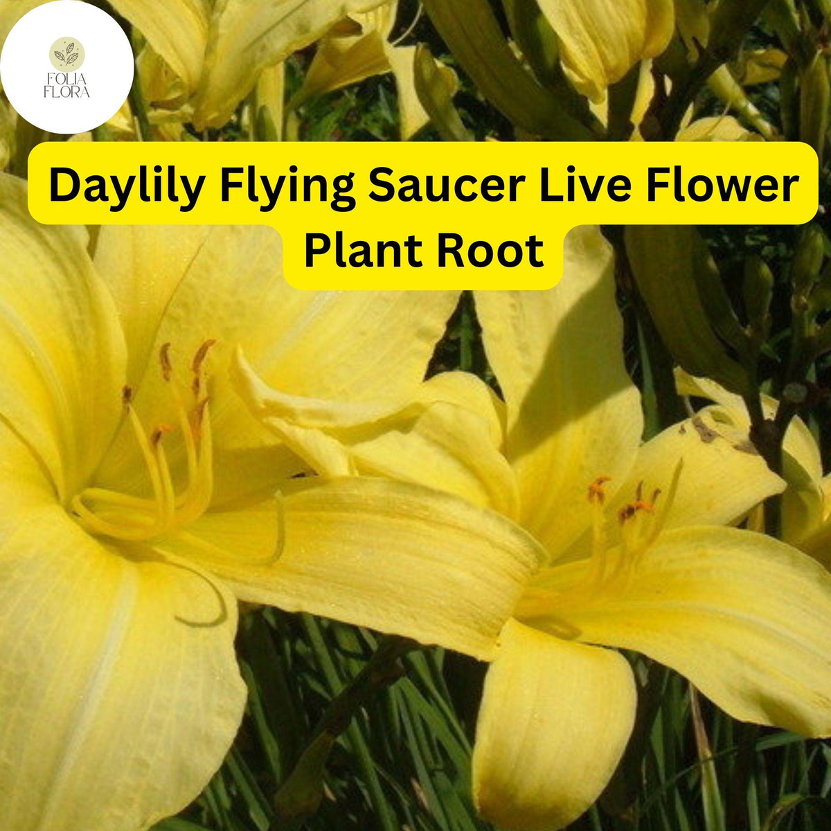 Daylily Live Root - Hemerocallis ‘Flying Saucer’ - Bright Yellow Reblooming Perennial Flower - Drought-Tolerant & Low-Maintenance