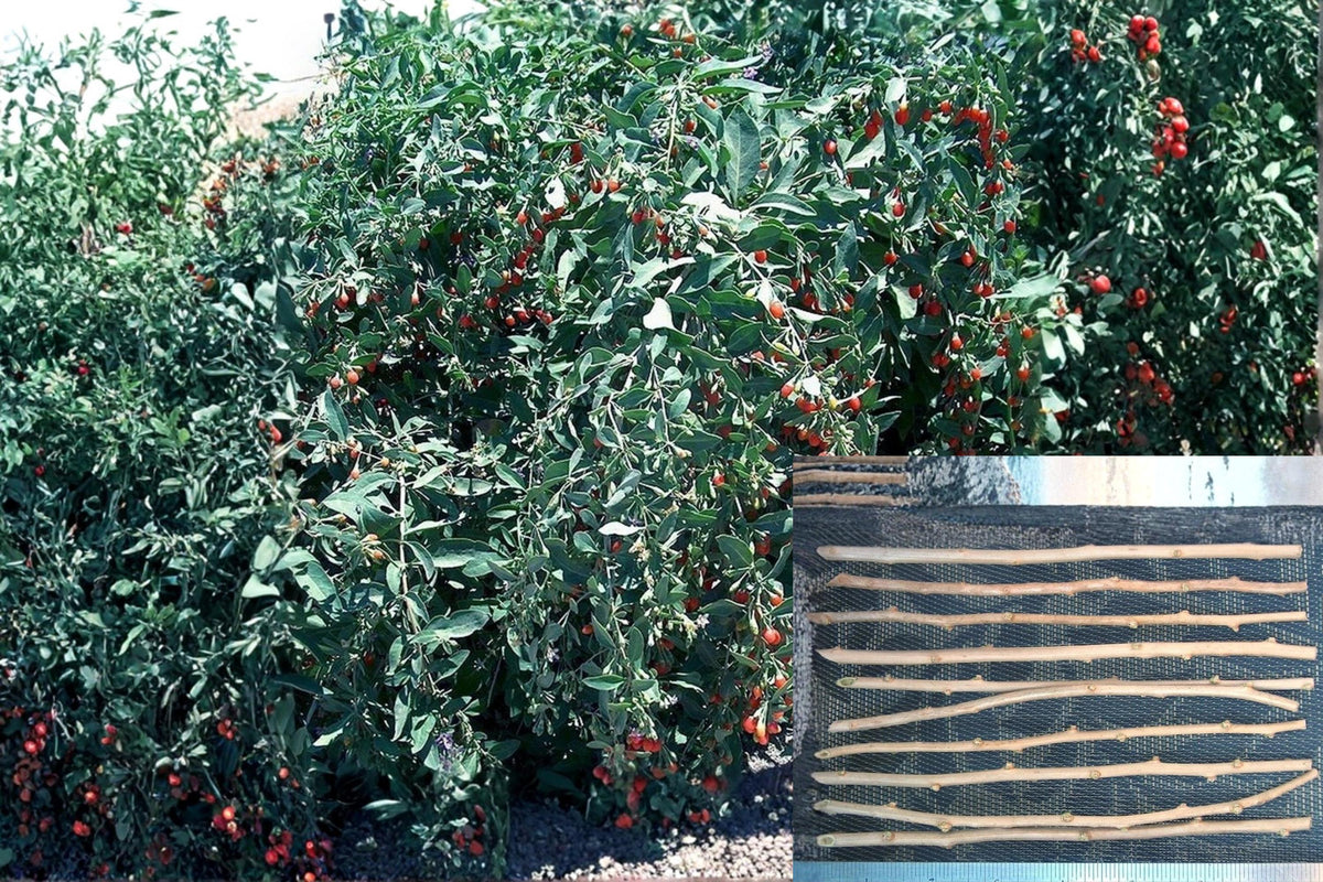 Goji Berry Cuttings 10 Unrooted Fresh Lycium barbarum Edible Fruit Shrub Self-Pollinating Purple Flowers