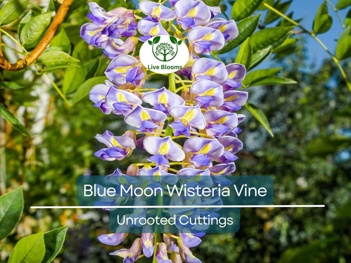 4 Unrooted Wisteria Cuttings Blue Moon - Flowering Vine for Propagation - Wisteria macrostachya - DIY Garden Blooms