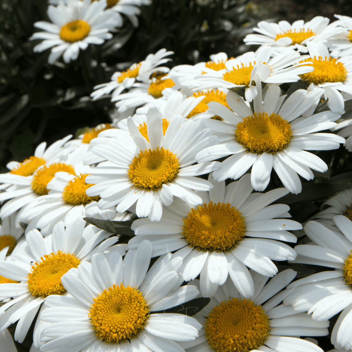 Alaska Shasta Daisy Seeds - 100 Count - Leucanthemum x superbum