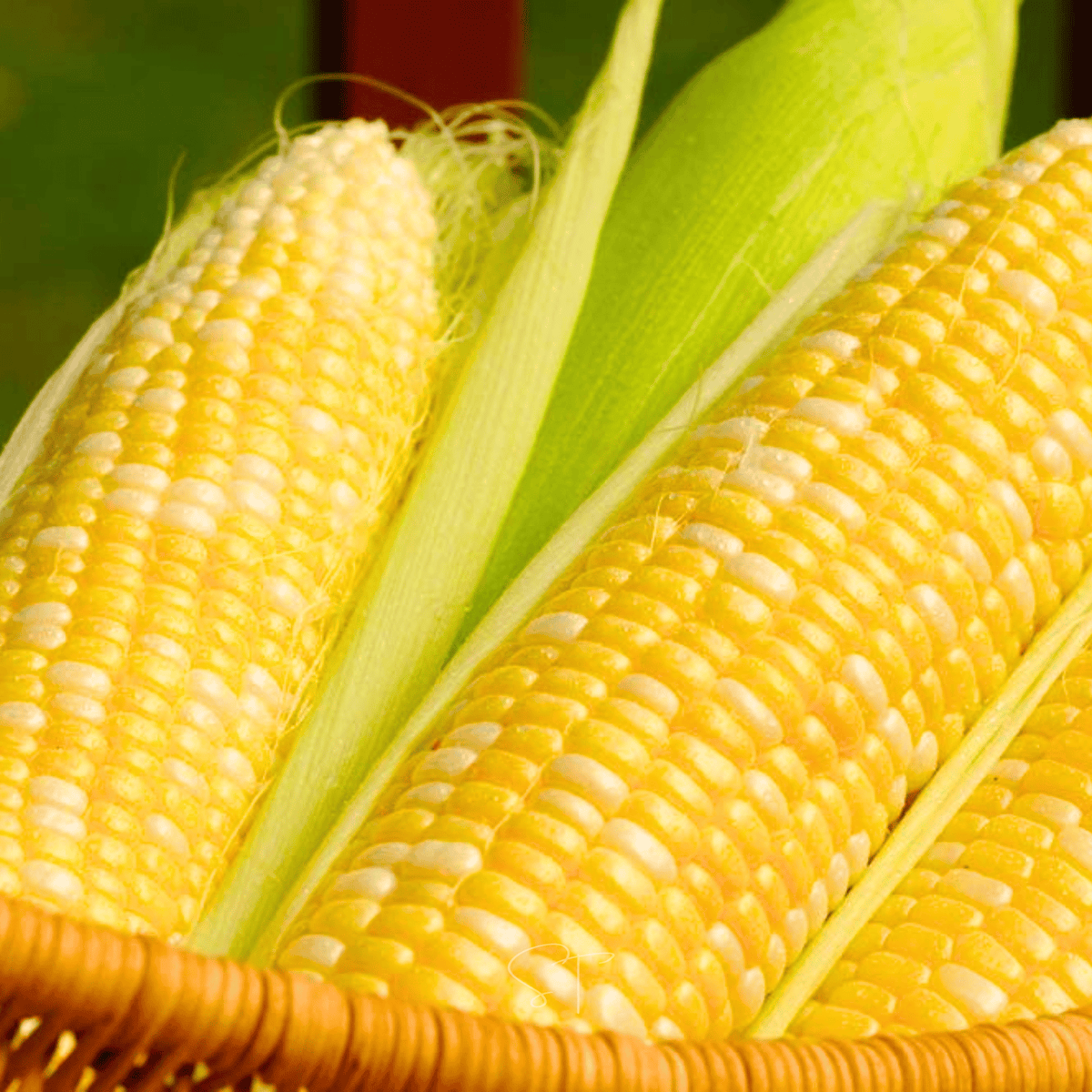 Ambrosia Corn Seeds - 30 Count - Sweet Variety - Zea Mays