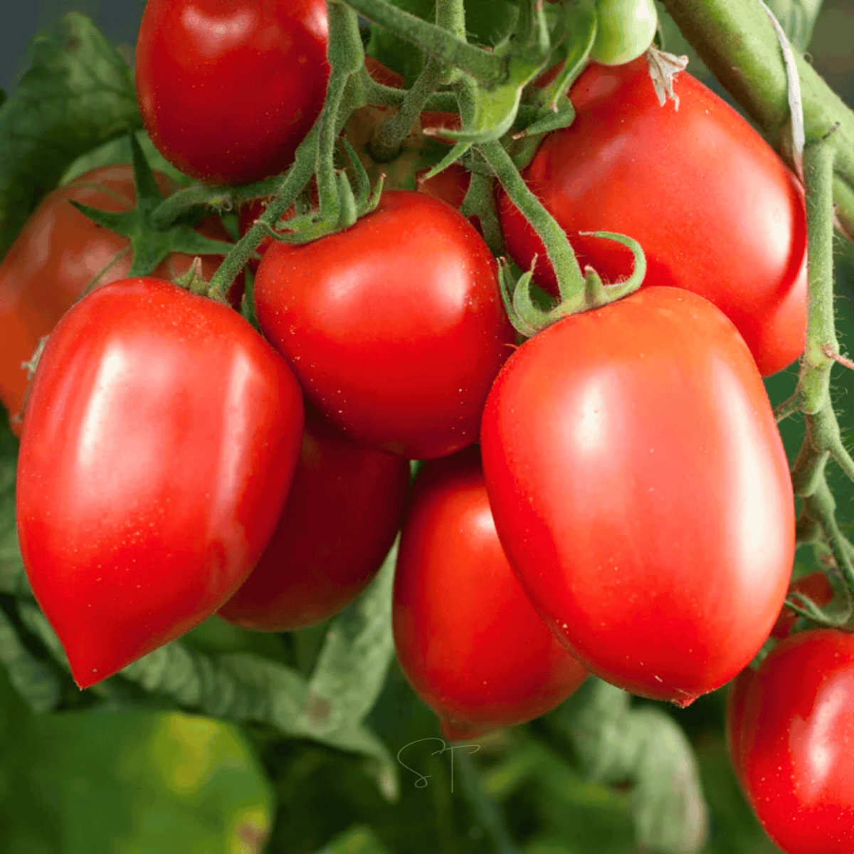 Amish Paste Tomato Seeds - 30 Pack - Heirloom Variety - Solanum lycopersicum