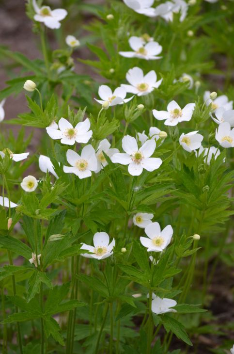 Canada Anemone Seeds (100) - White Blooms, Native Perennial Wildflower, Anemone canadensis - Groundcover Plant for Pollinators
