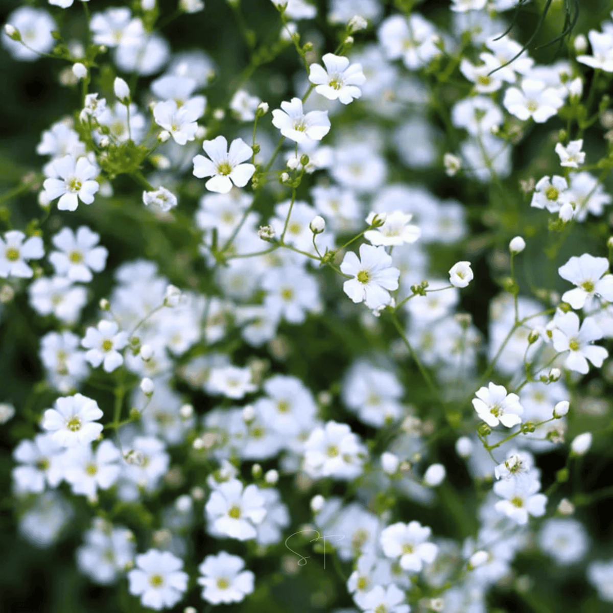 Annual Baby's Breath Seeds - Covenant Garden - 500 Pack - Gypsophila elegans
