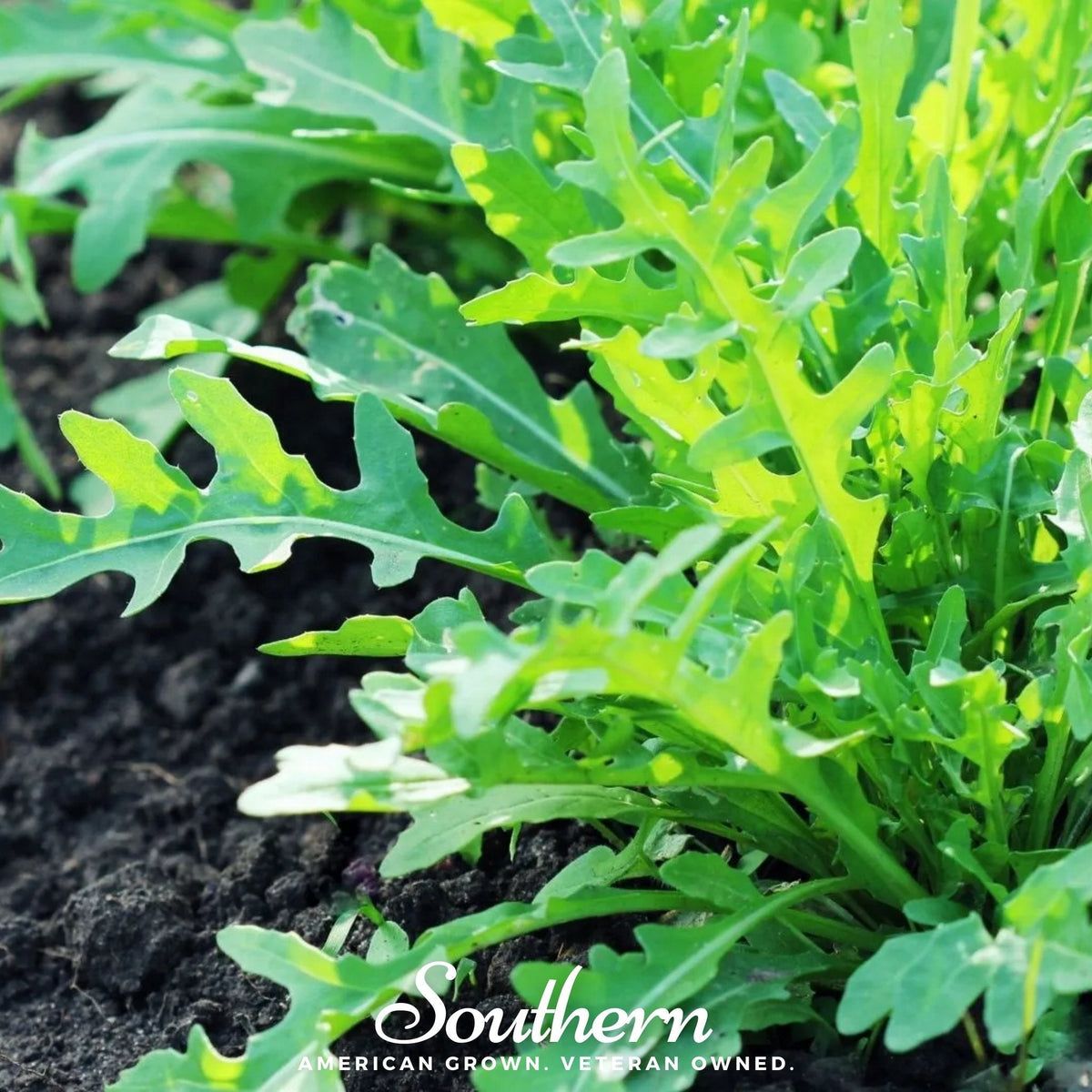 Wild Arugula Seeds - 500 Pack - Eruca sativa - Organic, Heirloom Salad Greens for Home Gardening