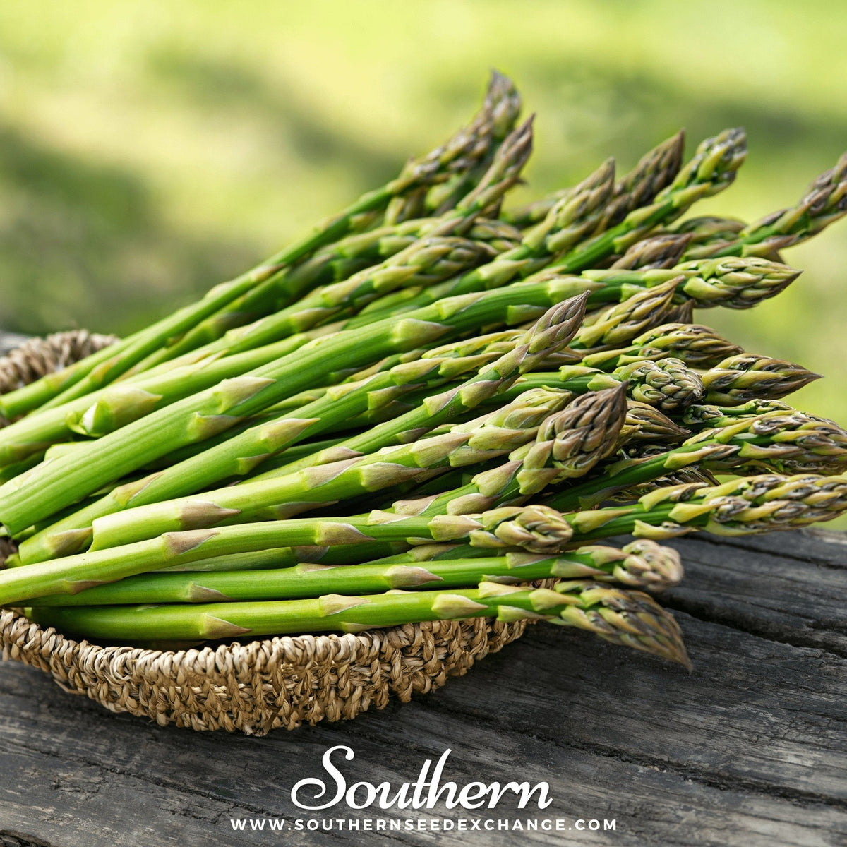 Mary Washington Asparagus Seeds - 50 Pack - Asparagus officinalis - Heirloom Vegetable Garden Seeds