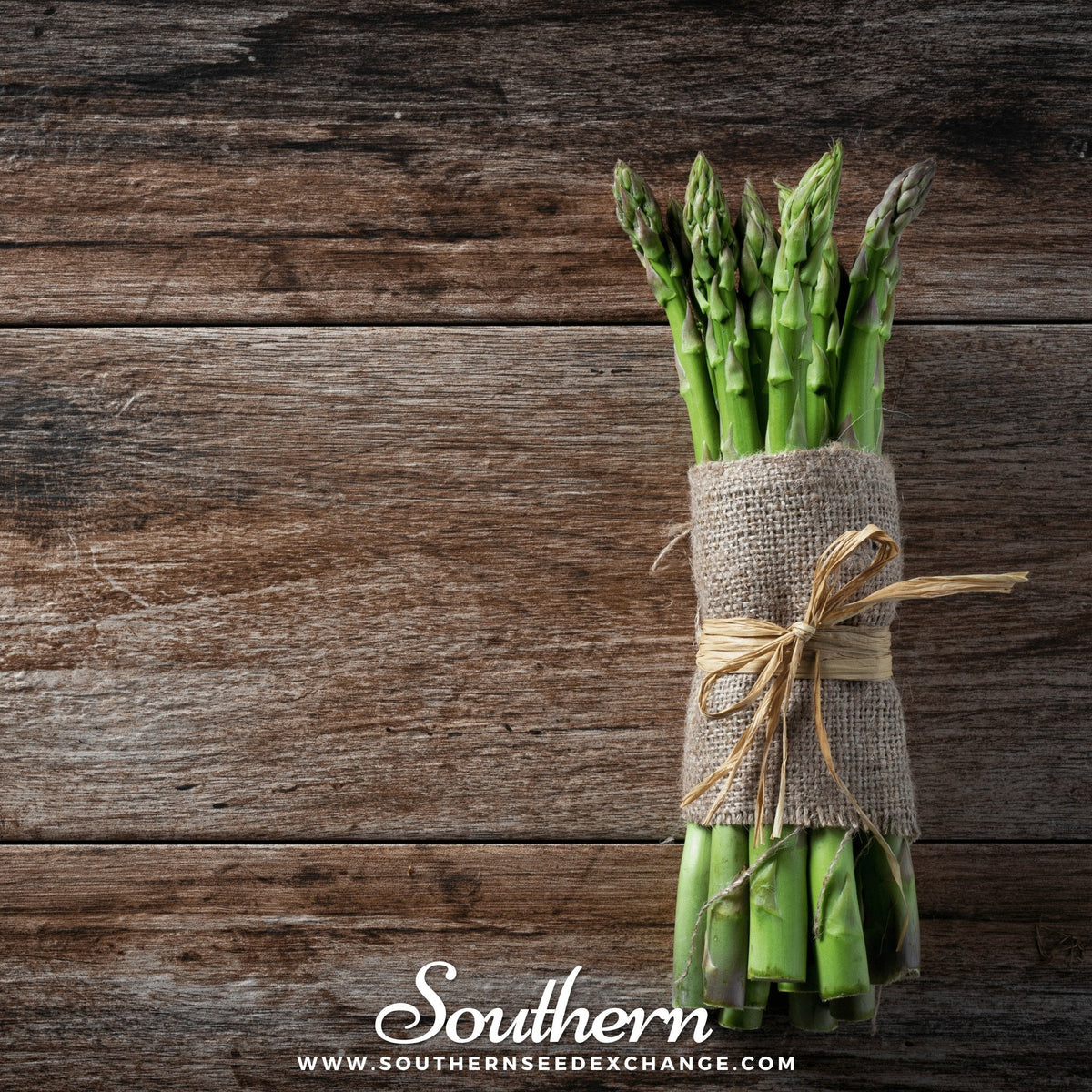 Asparagus Seeds - 50 Count - UC72 Variety - High Yield Asparagus (Asparagus officinalis)