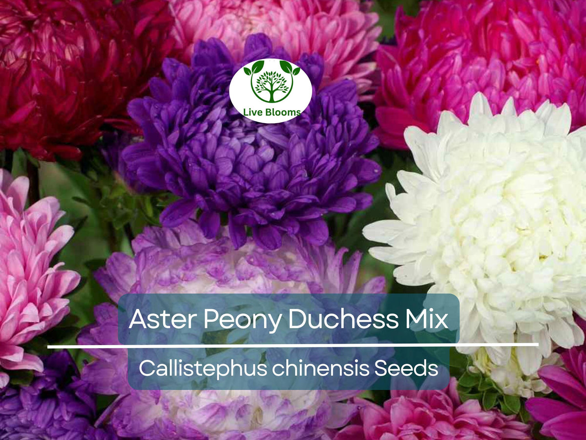 200 Seeds Aster Peony Duchess Mix, Non-GMO Mixed Colors, Aster x hybrida, Vibrant Garden Blooms, Easy to Grow Flowers