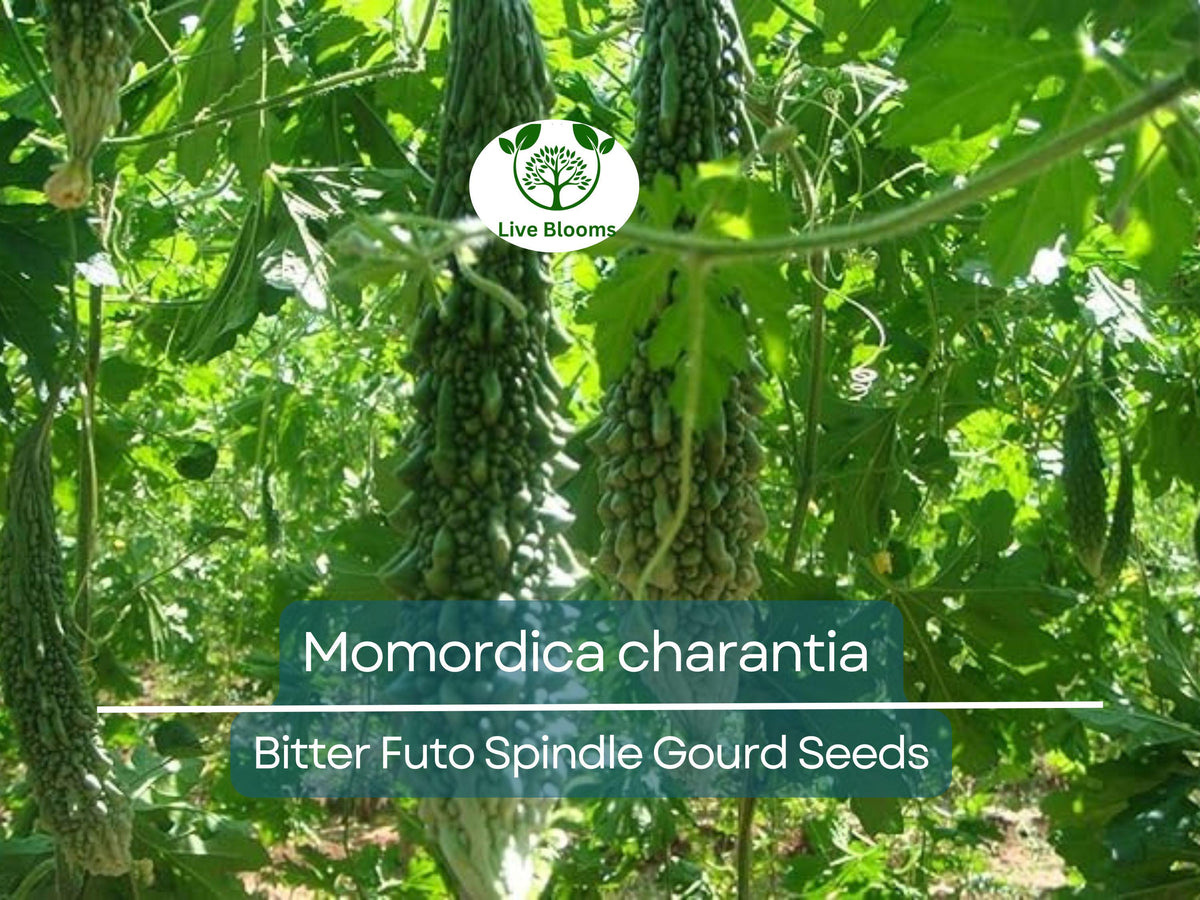 Bitter Gourd Seeds 5 Pack Futo Spindle Hybrid Non-GMO Momordica charantia for Gardening & Healthy Harvests