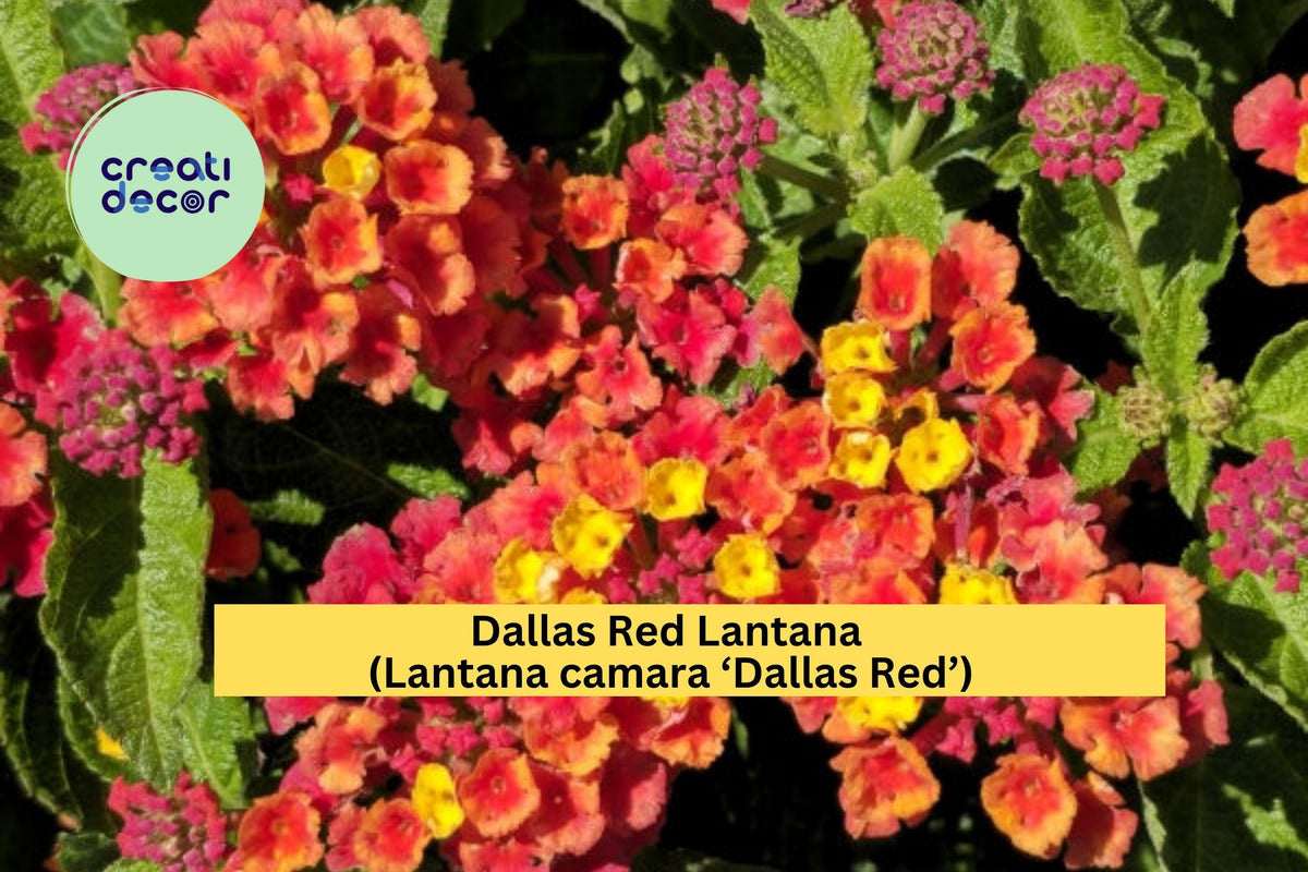 Dallas Red Lantana Plant - 1 Gallon Perennial Flowering Shrub - Lantana camara ‘Dallas Red’ - Attracts Butterflies & Hummingbirds