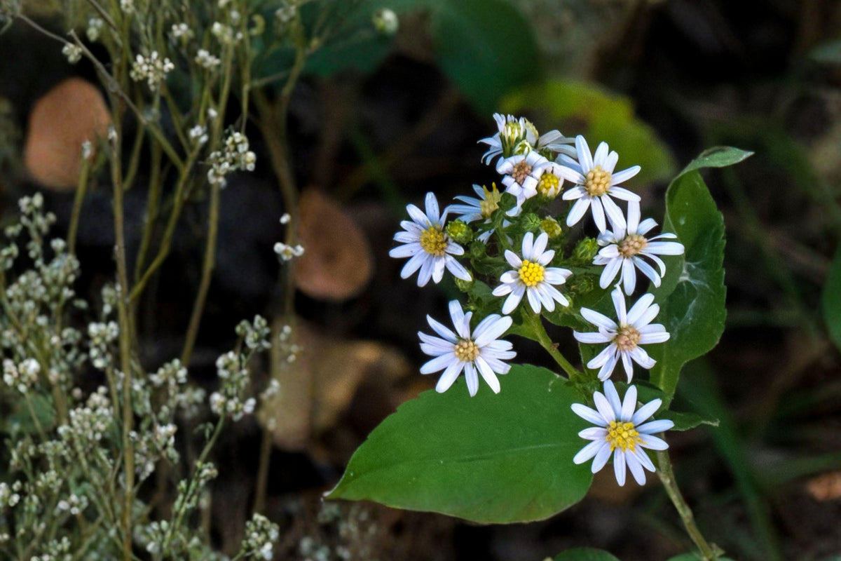 100 Drummond's Aster Seeds - Symphyotrichum drummondii - Native Wildflower, Drought-Tolerant, Pollinator-Friendly