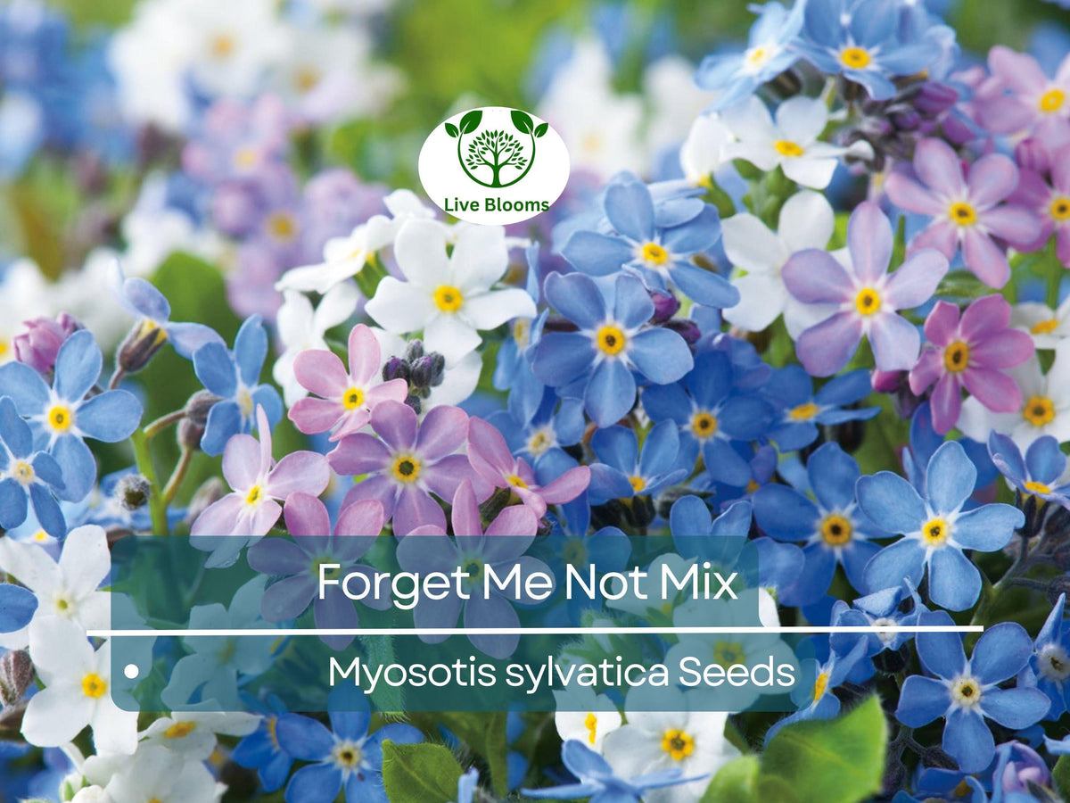 Forget Me Nots Seeds - 100 Non-GMO Mixed Colors, Perennial Myosotis Flowers, Early Blooming, Pollinator Friendly Garden Plants