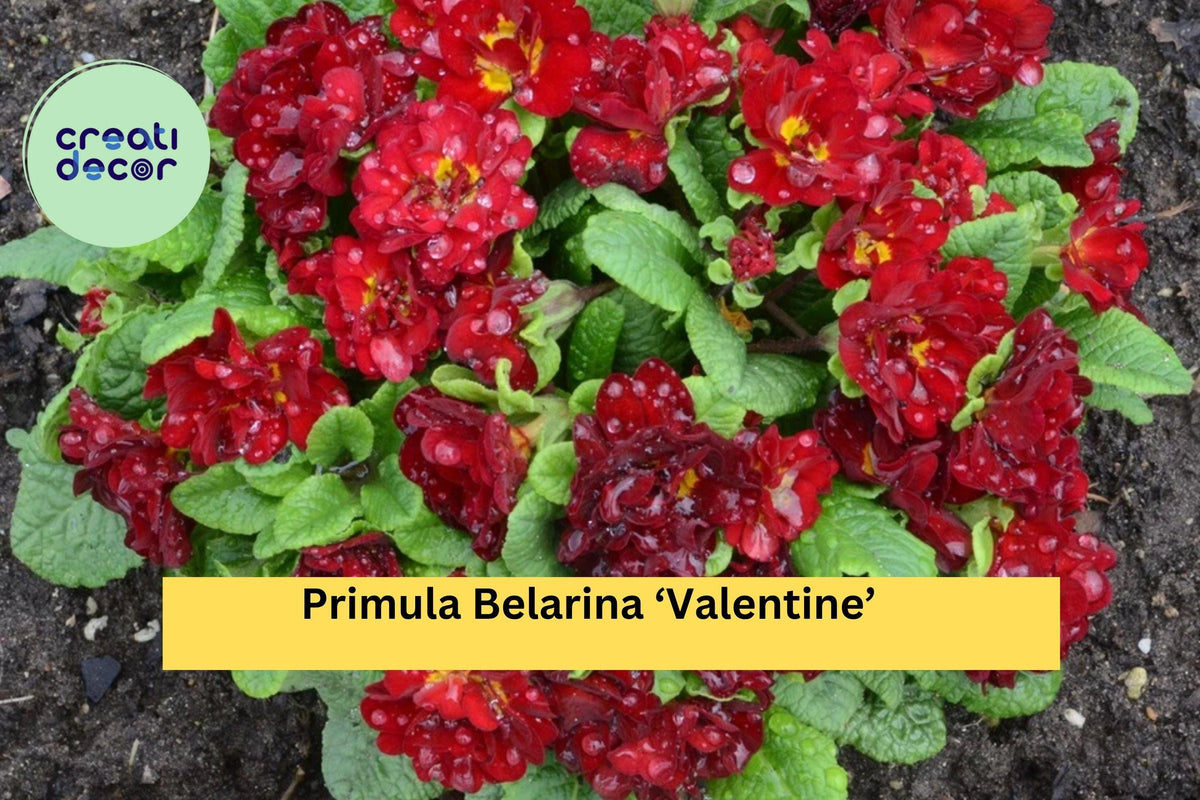 Double Red Primrose Plant 5.25" Primula Belarina 'Valentine' - Hardy Perennial Flower for Garden & Patio
