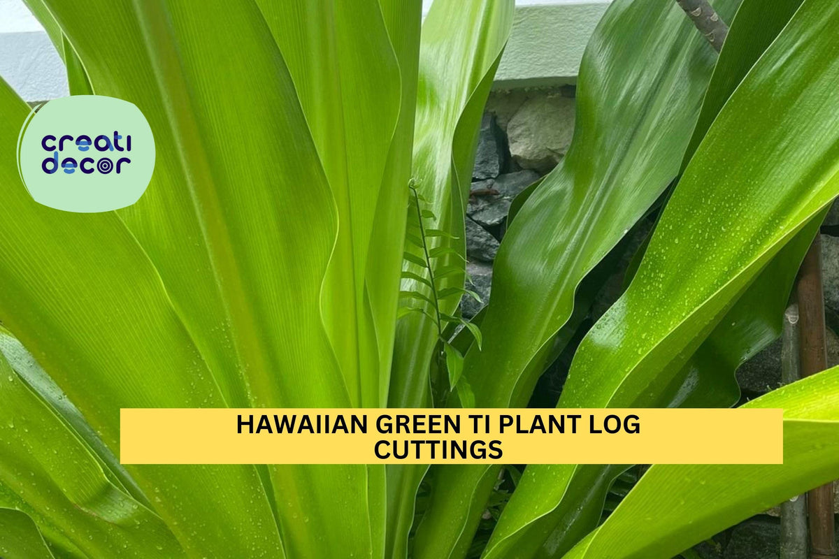 Hawaiian Green Ti Plant Cuttings | 2 Unrooted Logs | Cordyline fruticosa | Tropical Starter Stems for Home Gardening