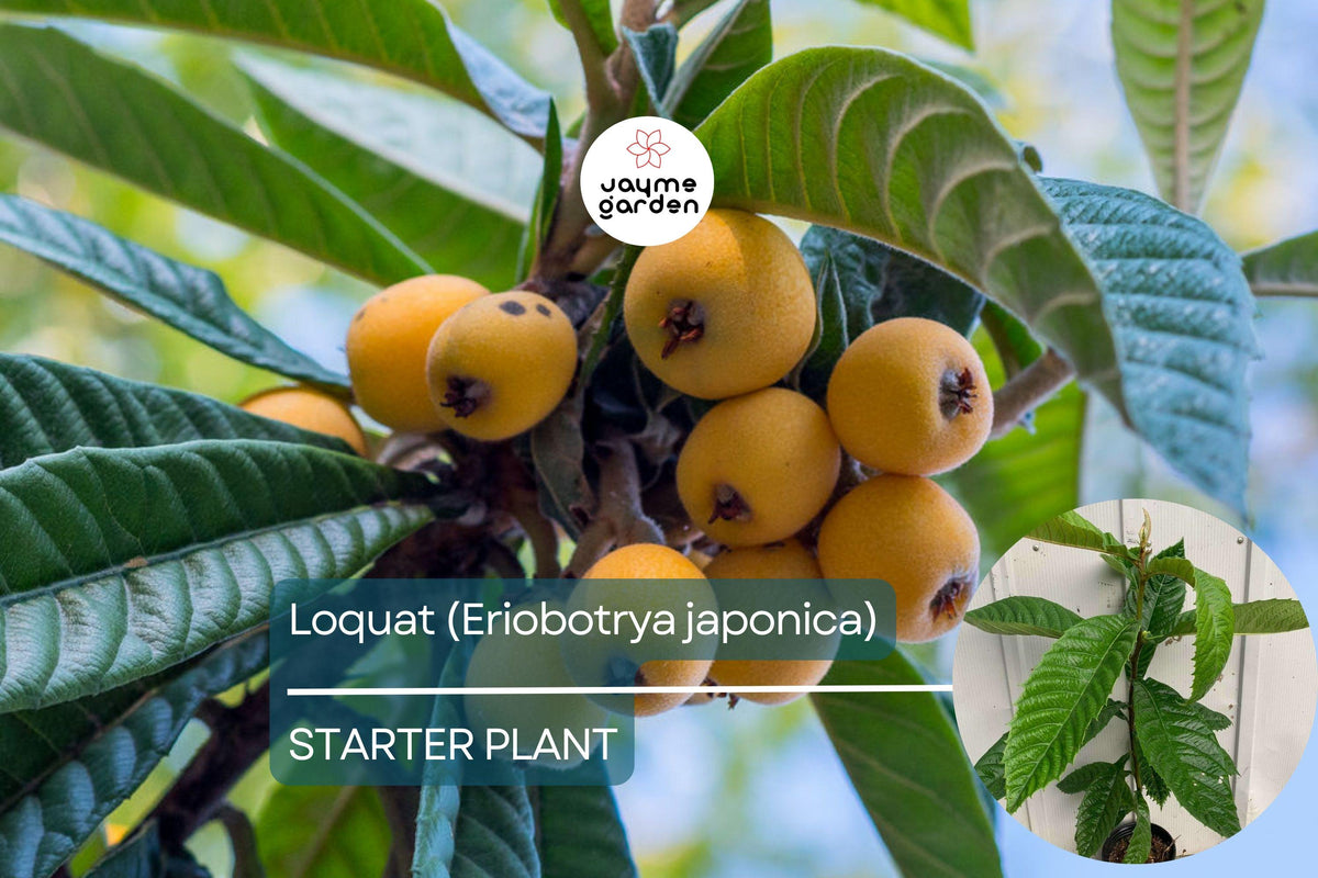 Loquat Tree 1'-2' Live Eriobotrya japonica | Edible & Ornamental Fruit | Sweet Tangy Loquats for Gardens & Containers