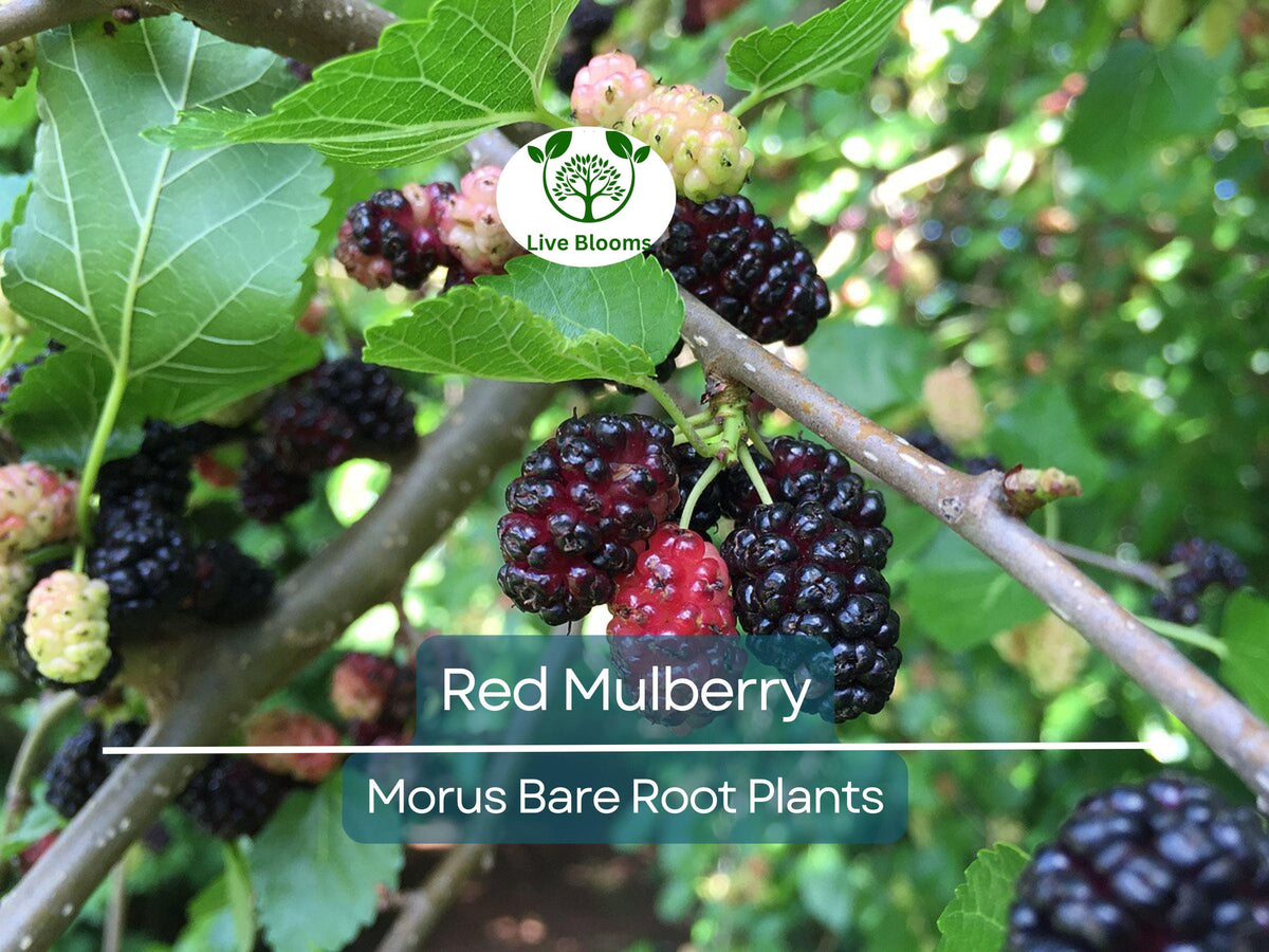 Red Mulberry Tree - 12–24 Inches - Morus Rubra - Live Bare Root Edible Fruit Tree with Sweet Berries - Native Shade Tree