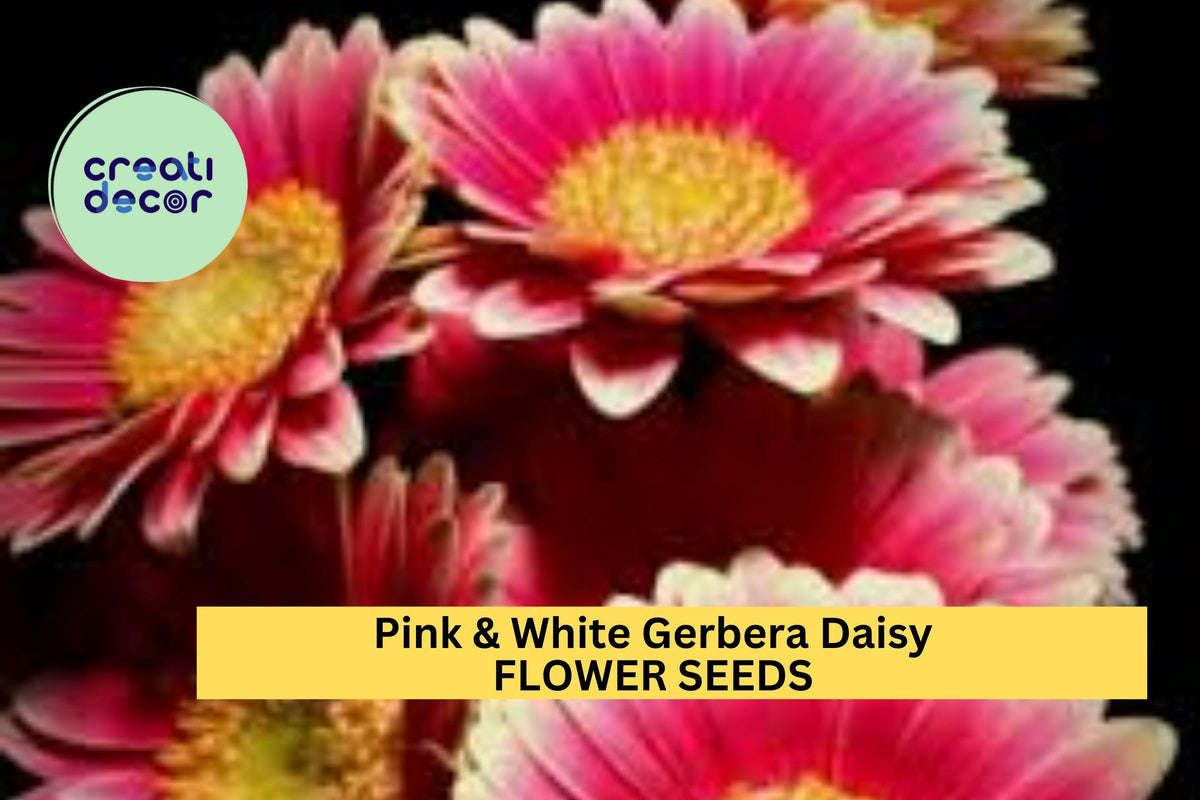 Gerbera Daisy Seeds - 200+ Pink & White Mix - Gerbera jamesonii - Vibrant Blooms for Garden, Borders, Pots, Cut Flowers