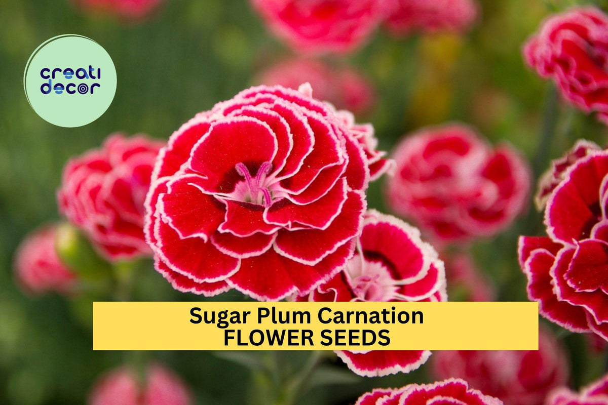 200+ Sugar Plum Carnation Seeds - Ruffled Plum-Pink Blooms - Dianthus caryophyllus - Fragrant Cut Flowers for Gardens