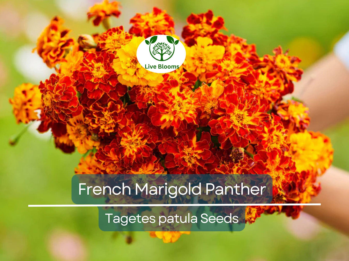 French Marigold Seeds - 200 Count Panther Dwarf Variety, Non-GMO, Edible Flowers, Tagetes patula, Attracts Butterflies, Garden Use