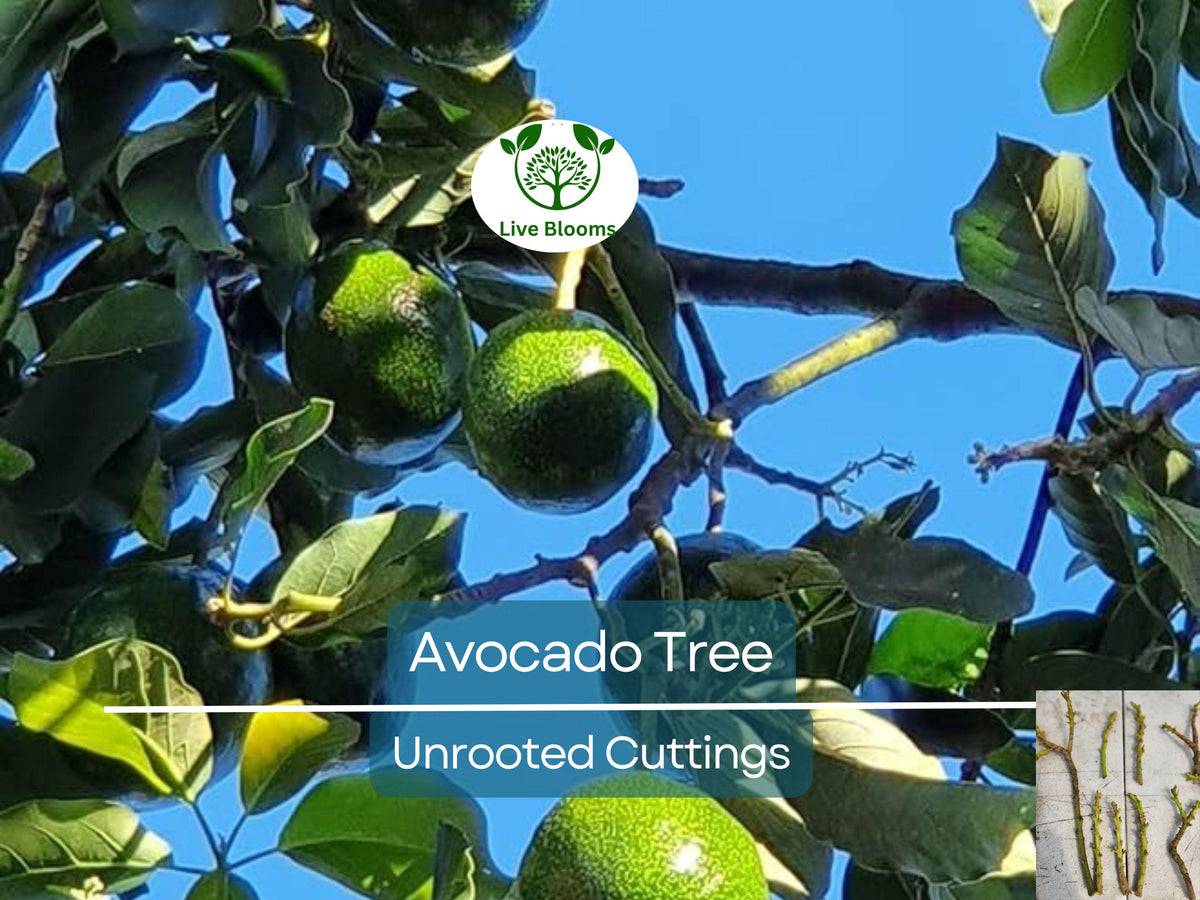 4 Pcs Avocado Scions Set - Bacon & Fuerte Unrooted Cuttings for Grafting - Home Garden Fruit Trees, Persea americana