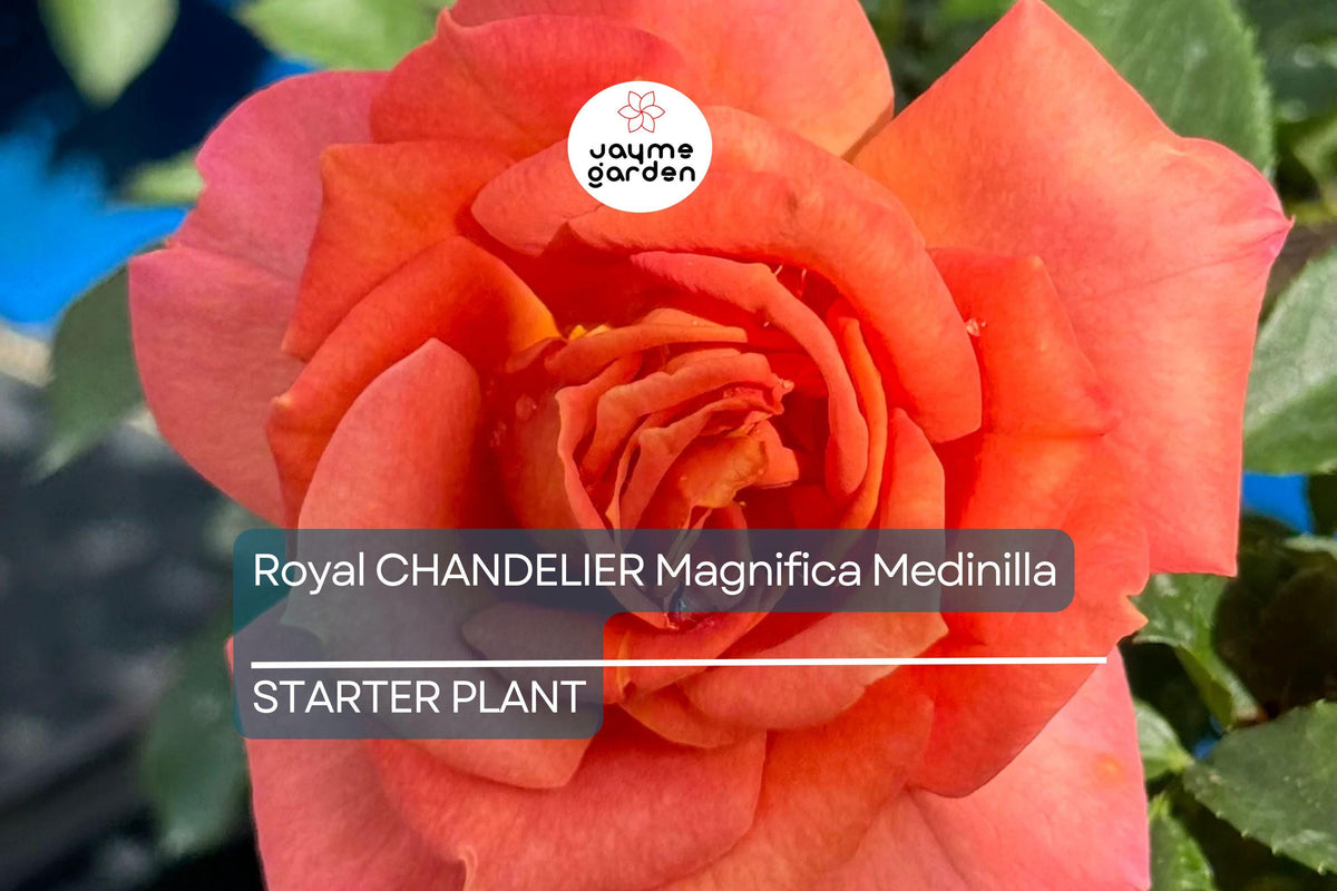 Pumpkin Patch Rose Starter Plant 6-10" - Orange-Brown Blooms - Rosa spp. - Rustic Garden Charm, Full Sun, Low Maintenance