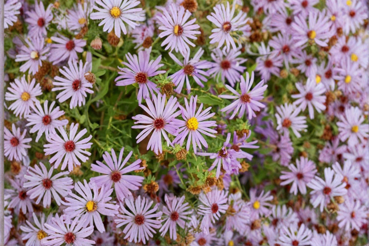 100 Aromatic Aster Seeds - Symphyotrichum oblongifolium - Native Wildflower - Fall Pollinator Plant