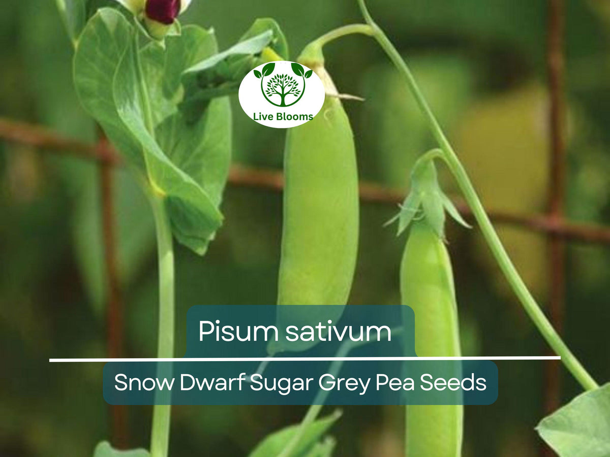 40 Seeds Snow Dwarf Sugar Grey Peas | Pisum sativum | Heirloom Snow Pea Seeds for Gardening & Crisp Sweet Harvests