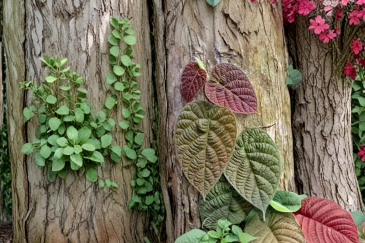 Ficus Cuttings - 3 Fresh Unrooted Ficus villosa - Tropical Fig Relative Houseplant for Propagation and Indoor Growth