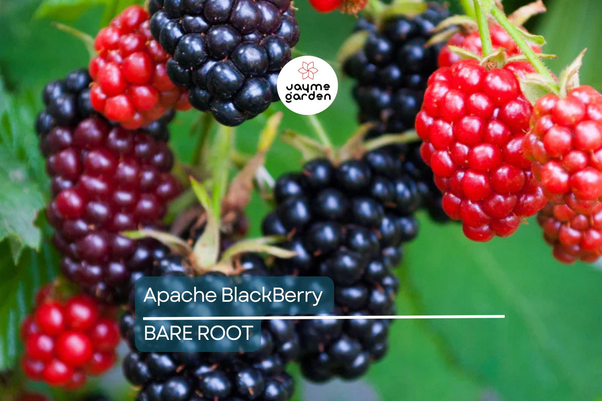 3 Bare Root Apache Thornless Blackberry Plants, Rubus fruticosus 'Apache', High-Yield, Sweet Berries, Easy to Grow Fruit Bush