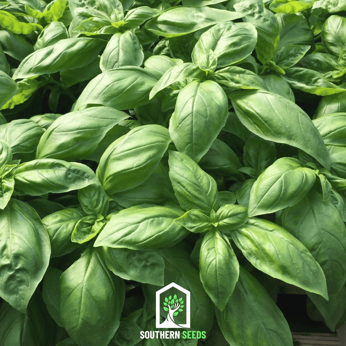 Italian Large Leaf Basil Seeds – 250 Count – Ocimum basilicum – Aromatic Culinary Herb for Home Gardening
