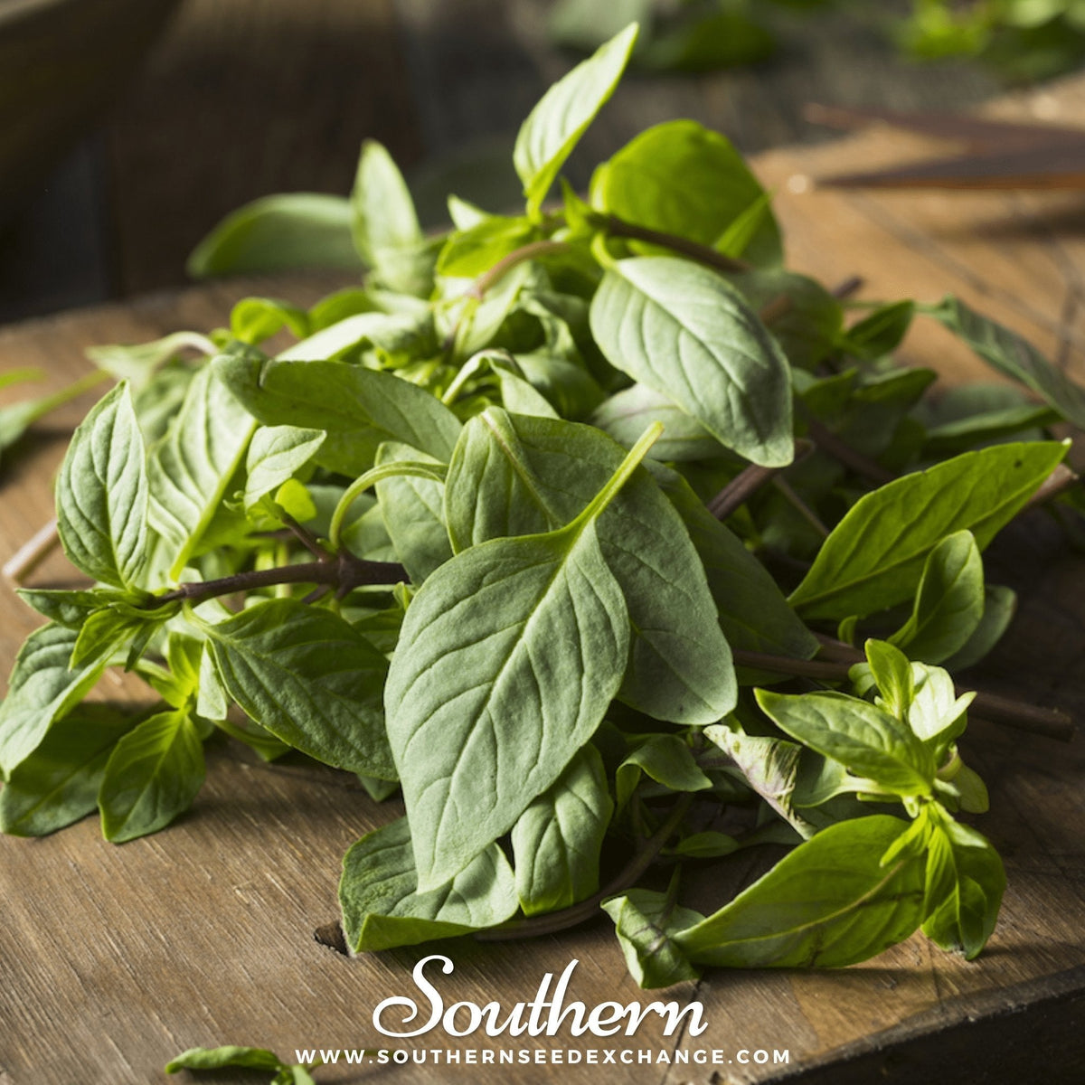 Thai Siam Queen Basil Seeds - 250 Count - Sweet Flavor Herb, Ocimum basilicum