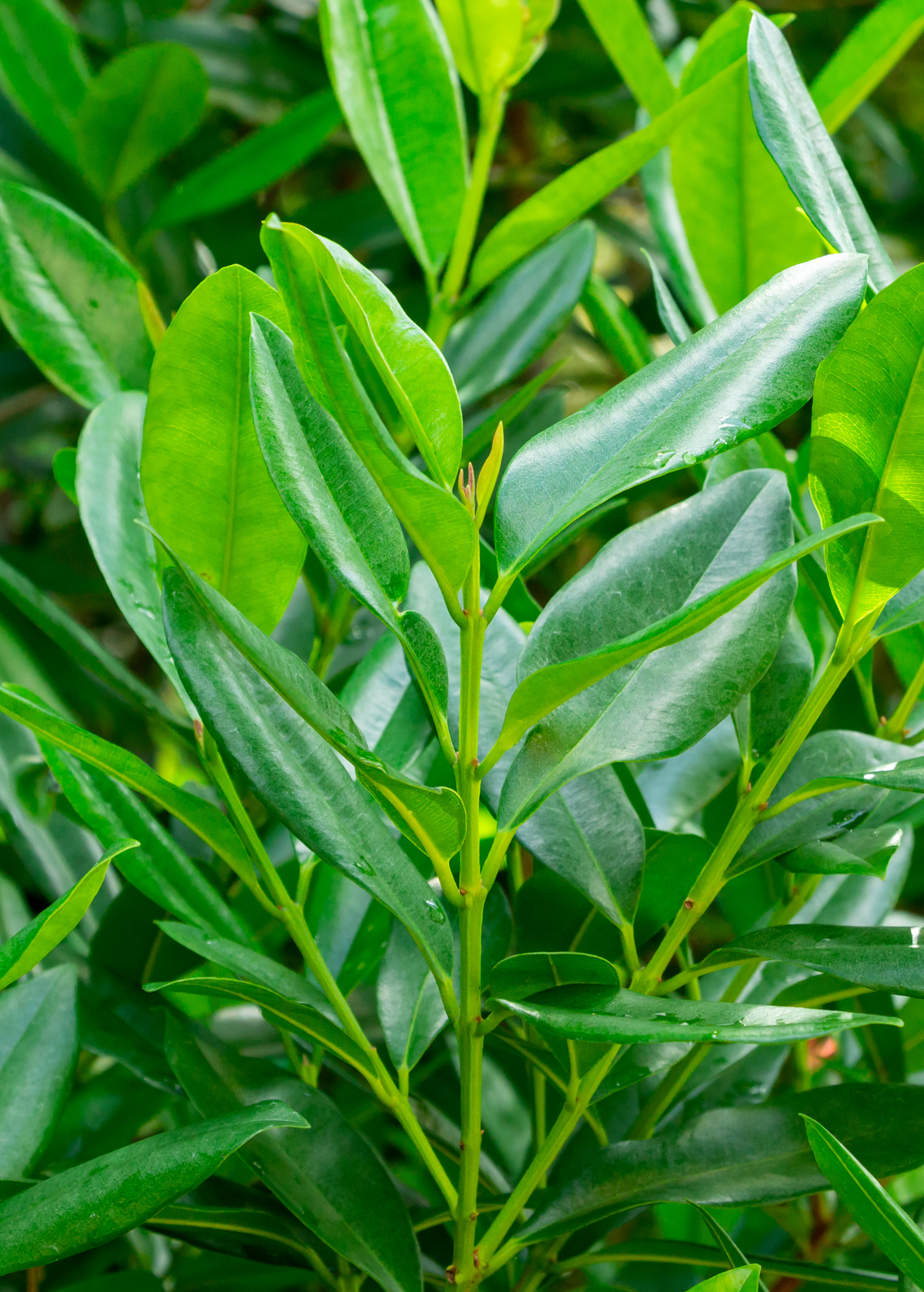 Bay Rum Plant - Aromatic Evergreen - Pimenta racemosa - Tropical Ornamental with Glossy Leaves for Culinary & Fragrance Use