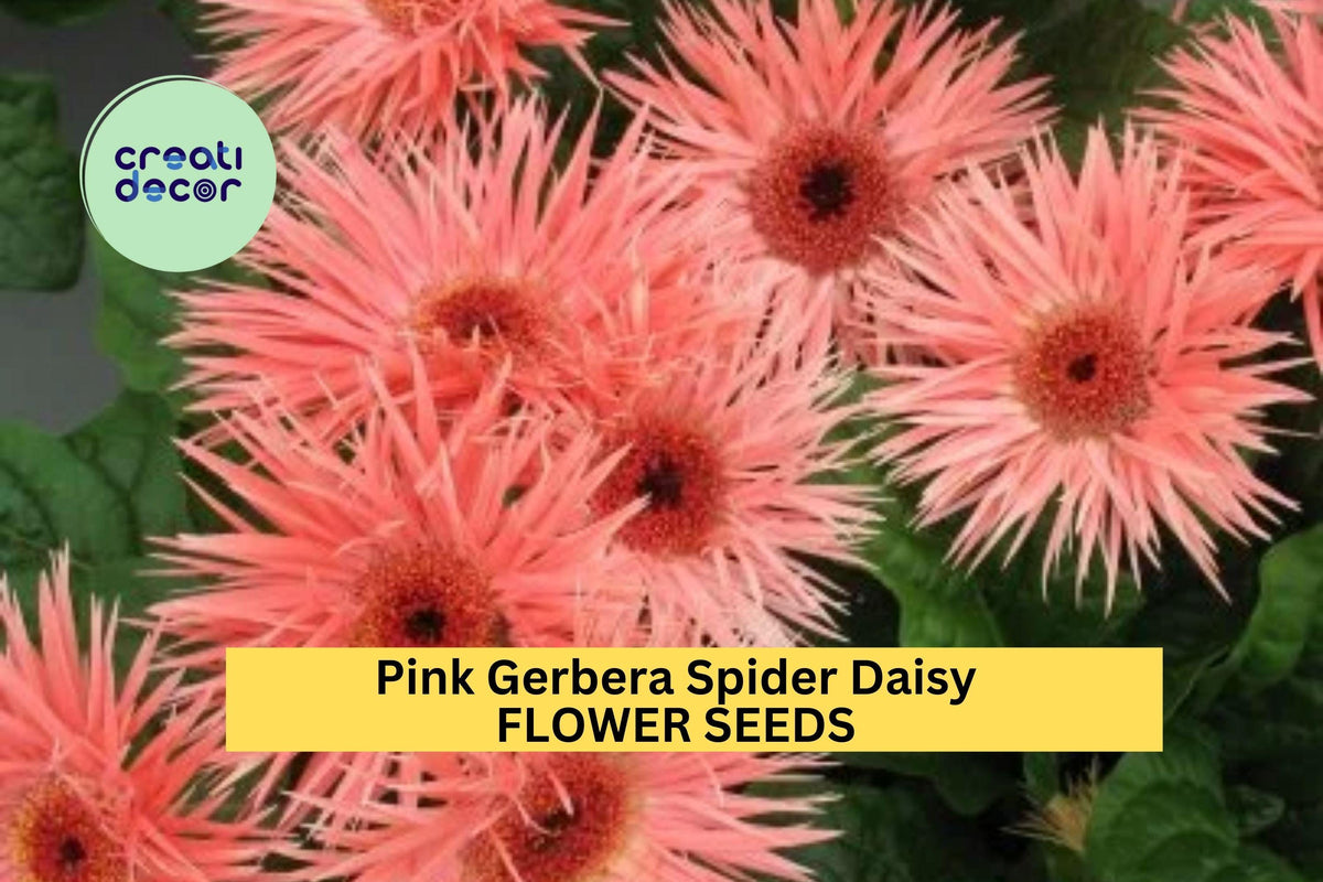 50+ Pink Gerbera Spider Daisy Seeds - Unique Spiky Petals - Gerbera jamesonii - Bold Flowers for Garden Planting & Bouquets