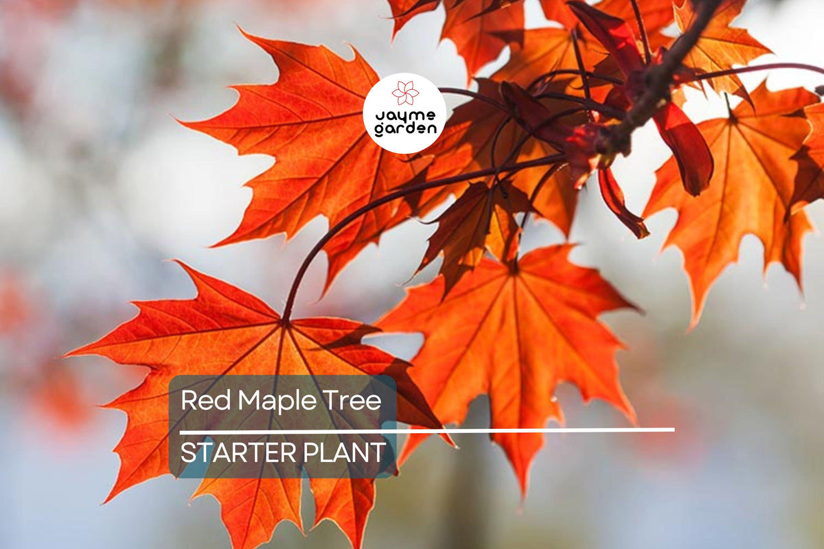 Red Maple Tree Seedlings 8-12" Live Starter Trees Acer rubrum Hardy Shade Trees for Landscaping USA Grown