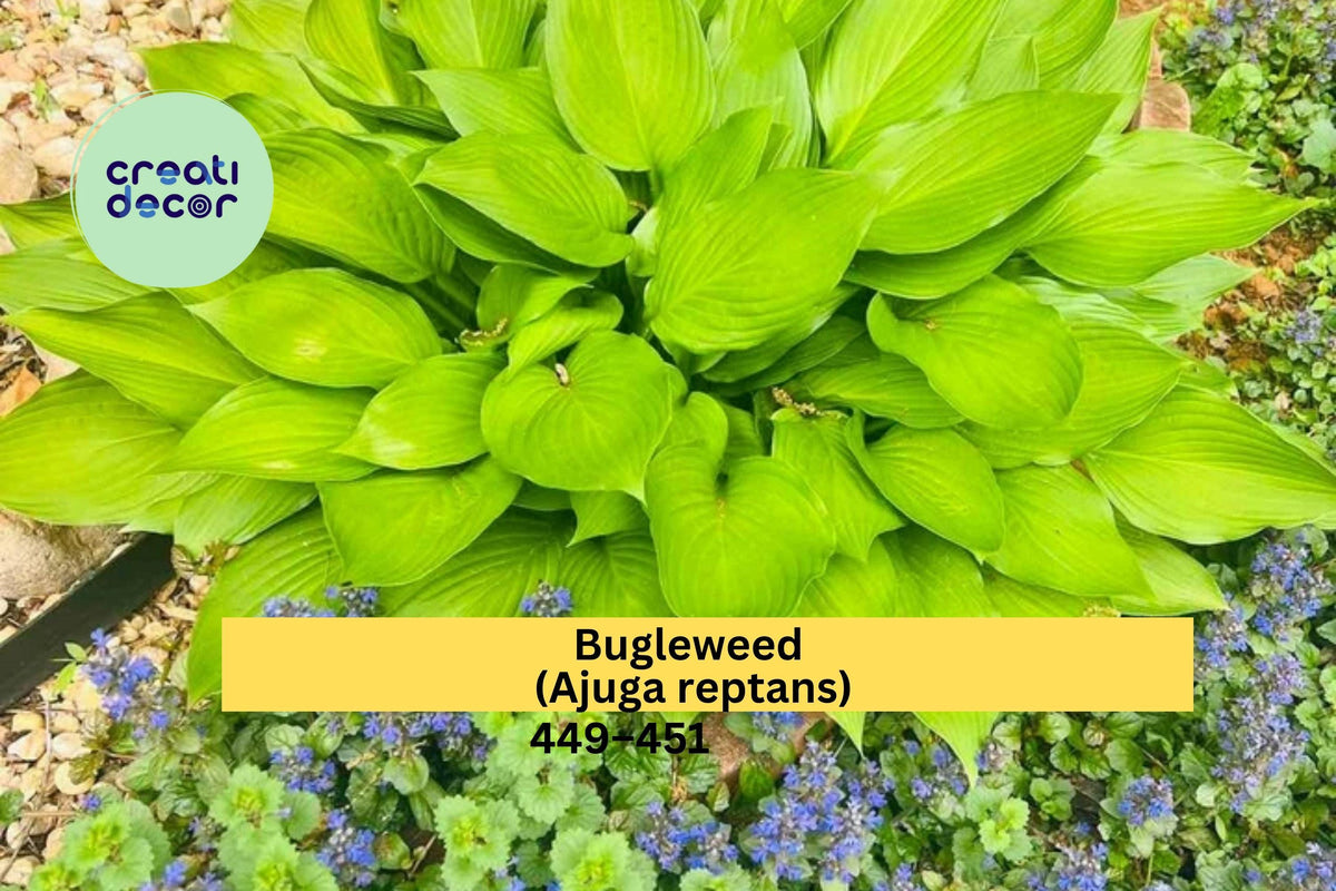 Live Young Bugleweed Plants Set of 25 | Burgundy Green Foliage, Blue-Purple Flowers | Ajuga reptans Ground Cover