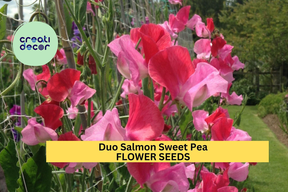50+ Duo Salmon Sweet Pea Seeds - Soft Pink-Orange Climbing Vines for Garden - Lathyrus odoratus
